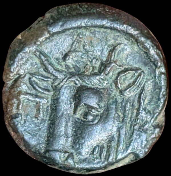 Pantikapaion, Traakia 325-310 eKr., Æ17 - Image 2